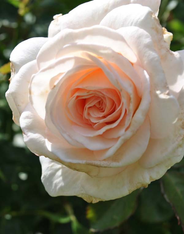 Unser Rosengarten