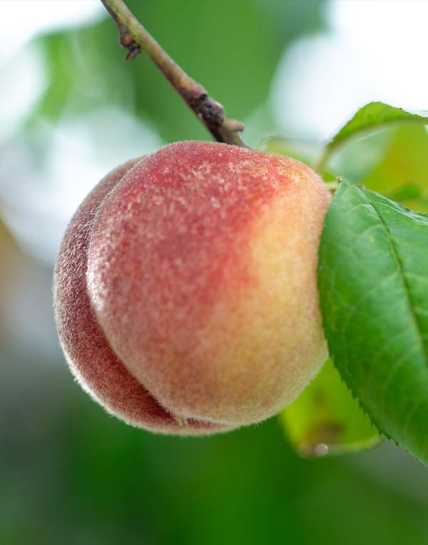 Newsletter von Rosegarden Marmeladen